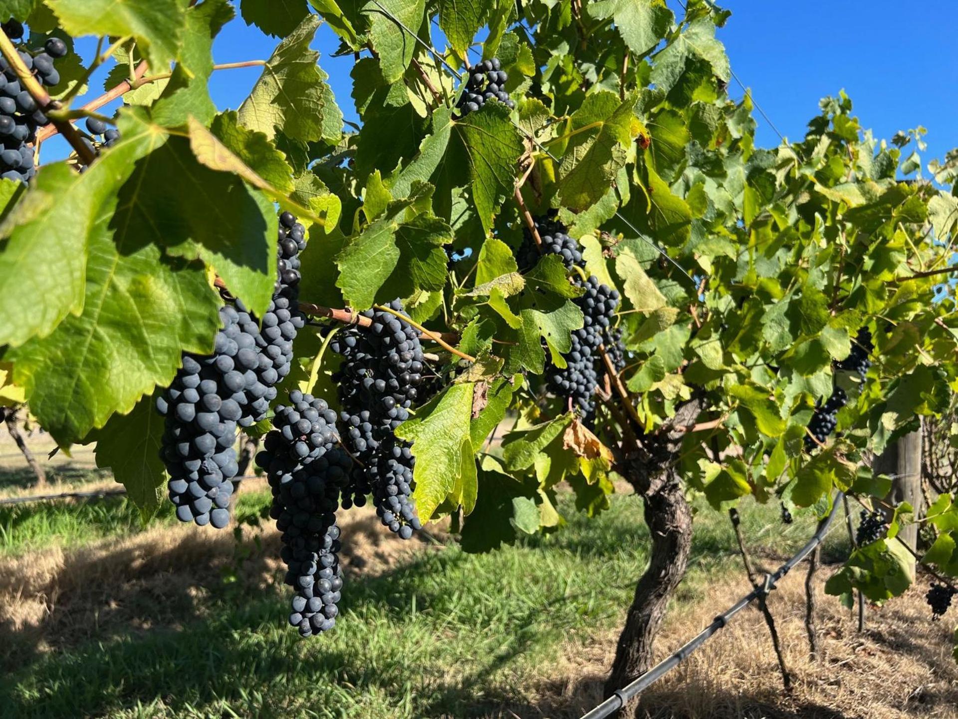 Вилла Bracken Ridge Vineyard The Entire Estate Rothbury Экстерьер фото
